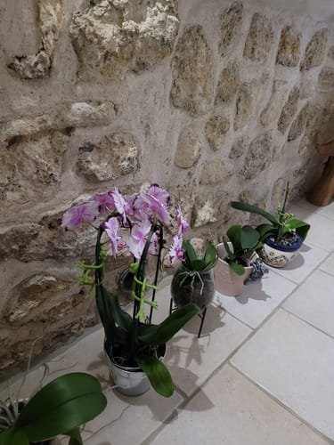 Customer photo review of Mamie-Frog® - Tuteur décoratif