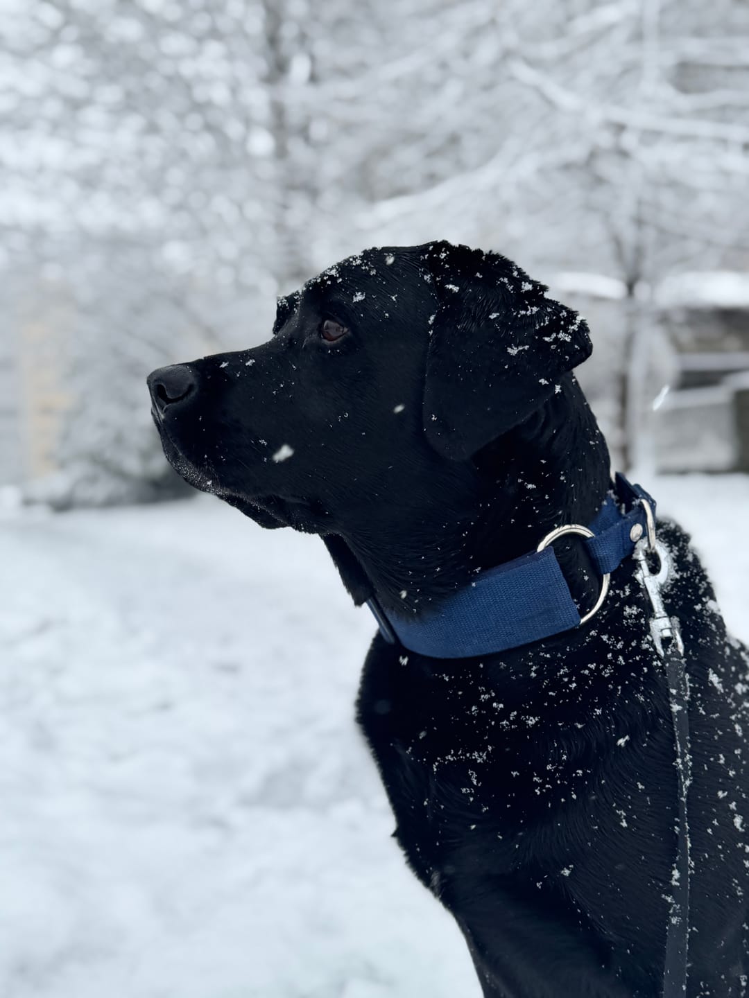Customer photo review of Szeroka obroża półzaciskowa - Martingale Navy Blue