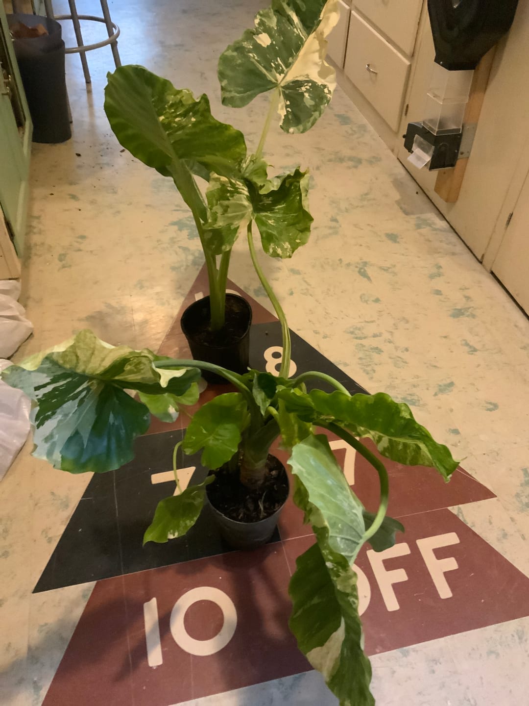 Customer photo review of Alocasia Macrorrhiza Variegata, Collectors Rare And Exotic.
