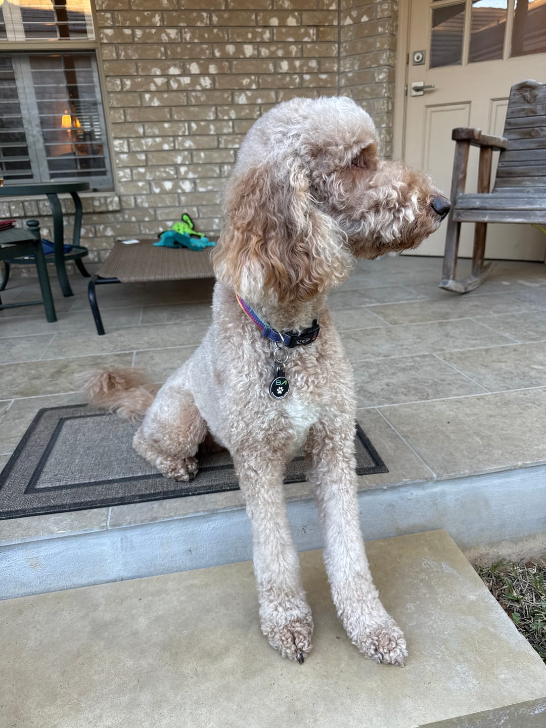 Customer photo review of Pet Protection Tag