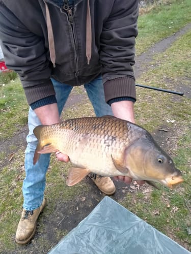 Klant houdt een grote karper vast bij de waterkant.