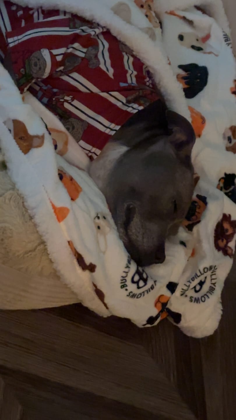 Customer photo review of White Edition | Luxury Human & Dog Blanket