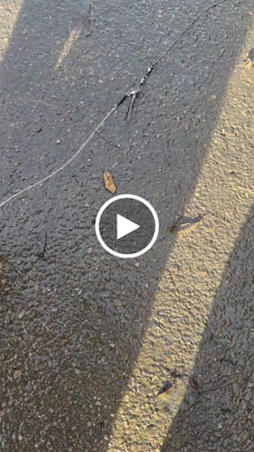 Customer video review of Kanama Smart Bait Mini Kit