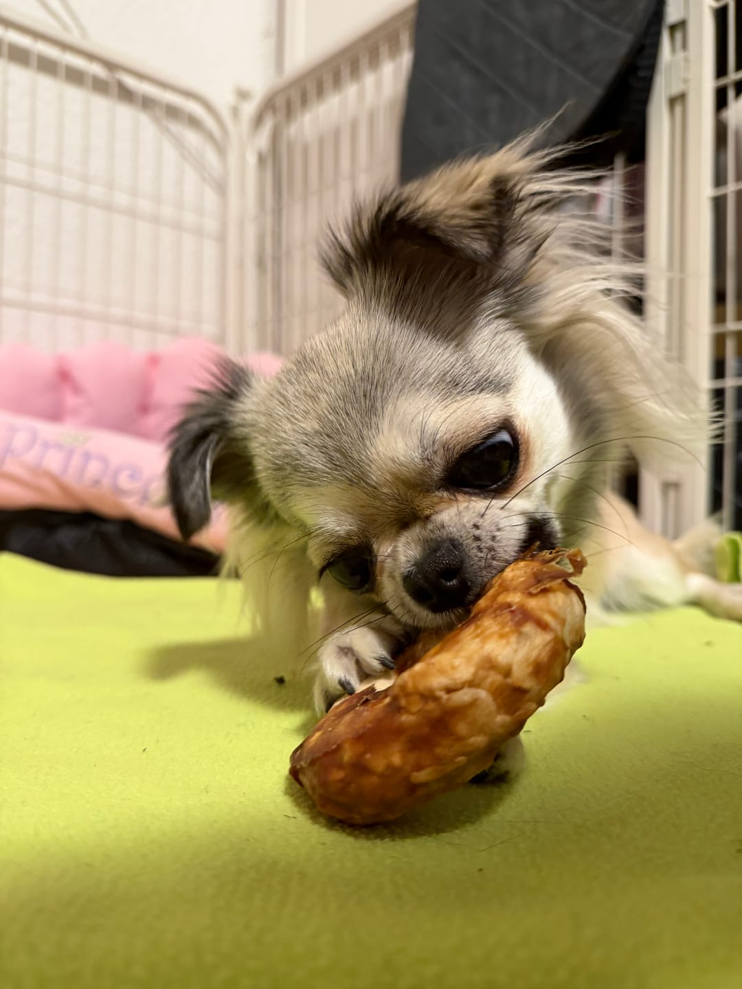 Customer photo review of Barkii - Kollagen Donuts m. And