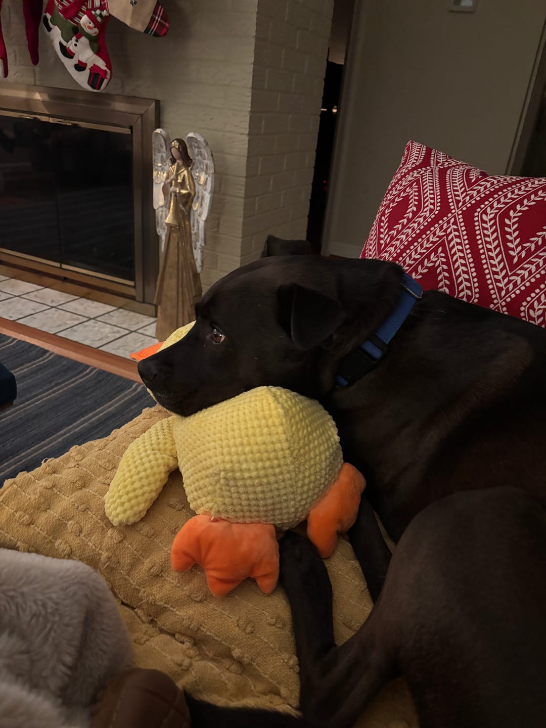 Customer photo review of Calming Duck
