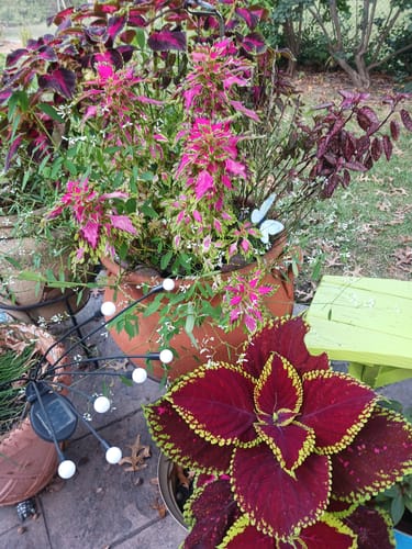 Customer photo review of Ancient Soil Organic Living Soil