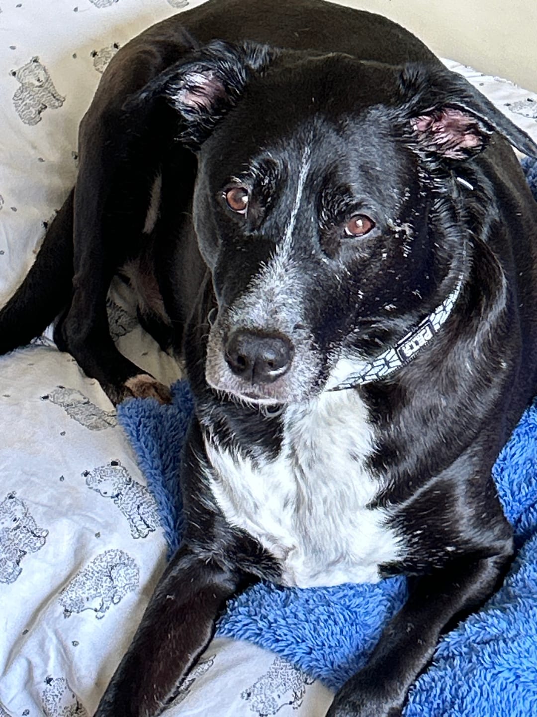 Customer photo review of PRIMAL WILD PROTEIN - Raw Superfood Mix for Dogs