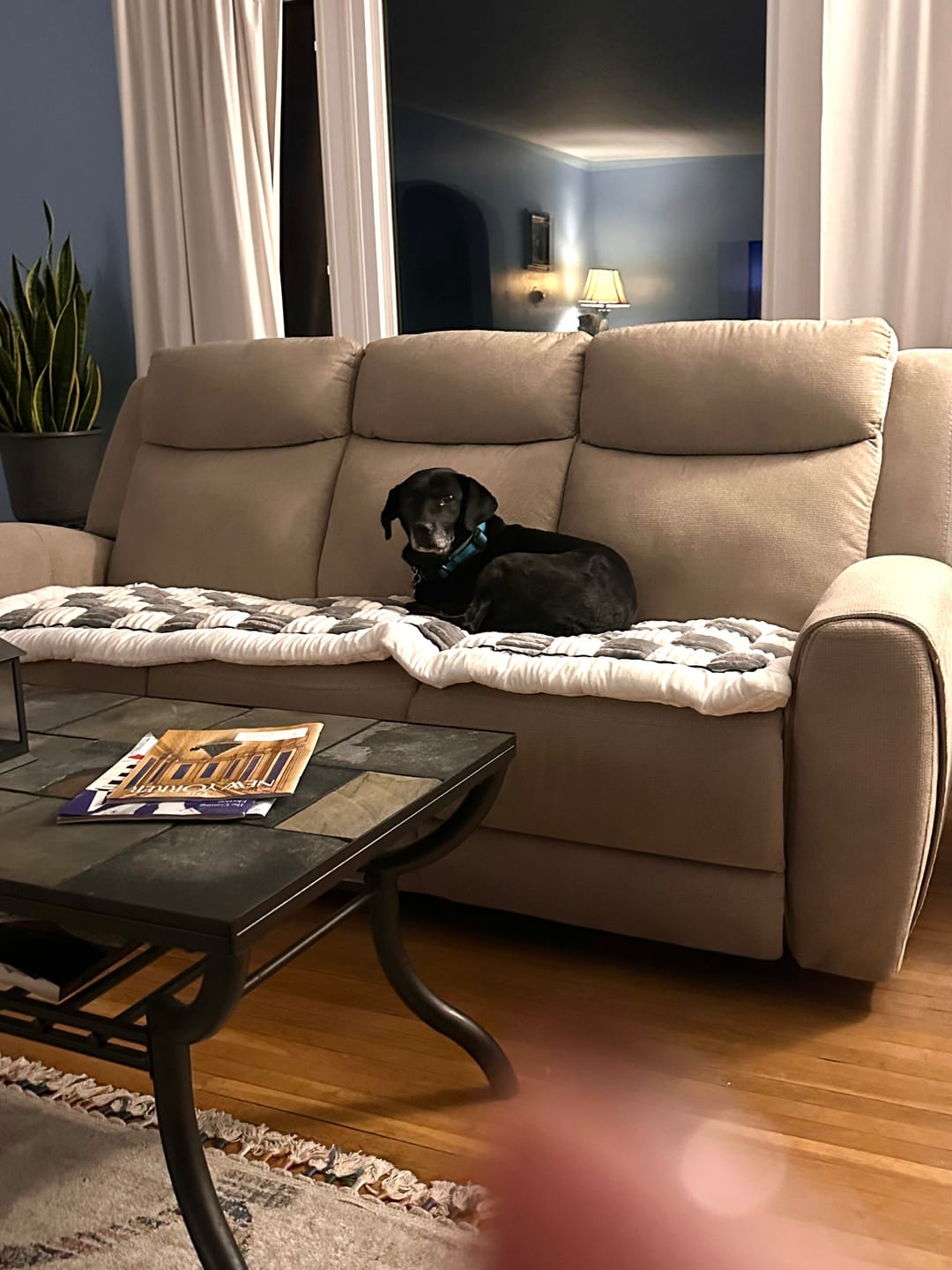 Customer photo review of NEW 2-in-1 Furniture Protector & Dog Bed Couch Cover with Thick Orthopedic Padding, Non-Slip Grip, Scratch-Resistant Surface & Machine-Washable Fabric