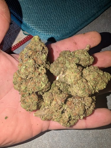 Damon R. review of Rainbow Sherbet - Bulk - Hybrid image 1 out of 1