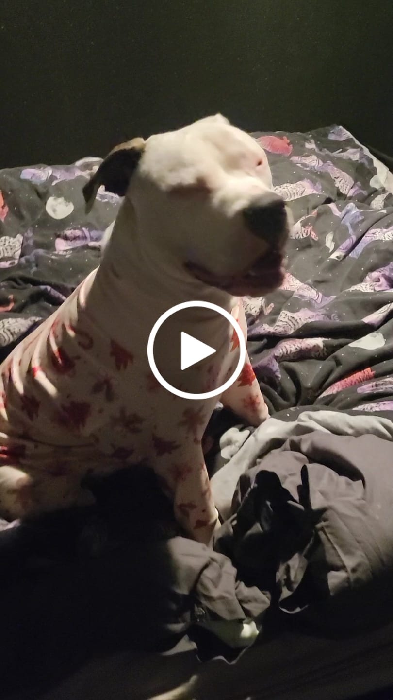Customer video review of Dog Christmas Pajama - Candy Cane