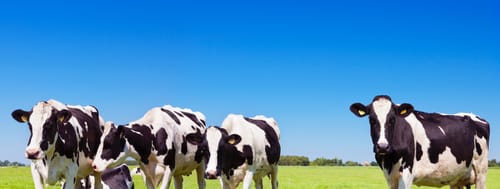 Customer photo review of Whey Protein Isolate with Organic Vanilla