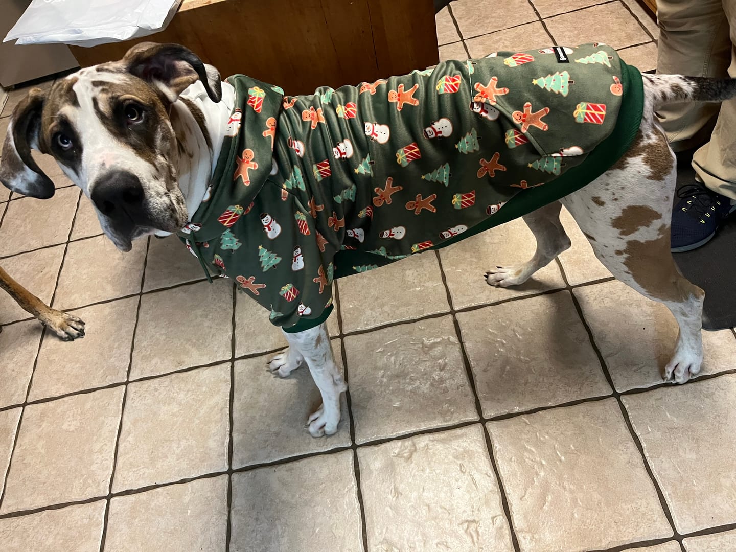 Customer photo review of Christmas Dog Hoodies