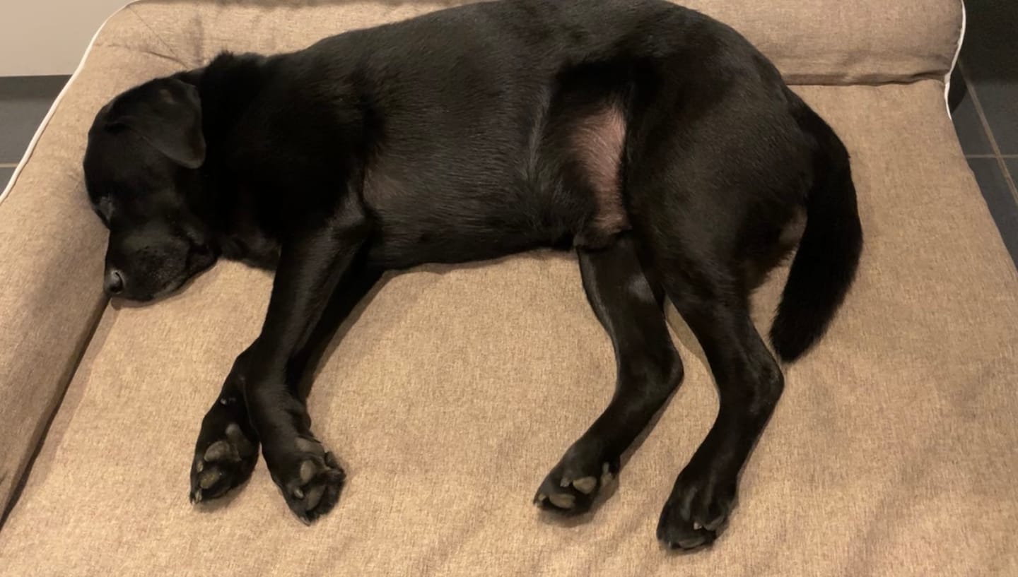 Customer photo review of Orthopedic Pet Bed Memory Foam With Cooling Gel