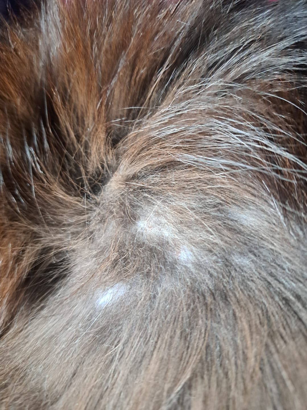 Customer photo review of Cat Gel