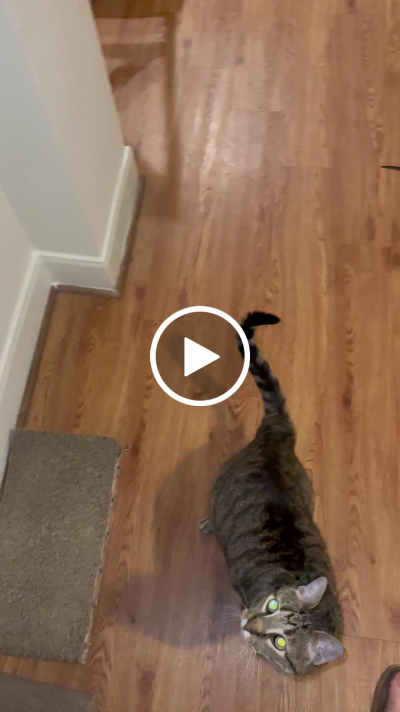 Customer video review of GCP Flea & Tick Natural Defense for Cats - 100 Soft Chews