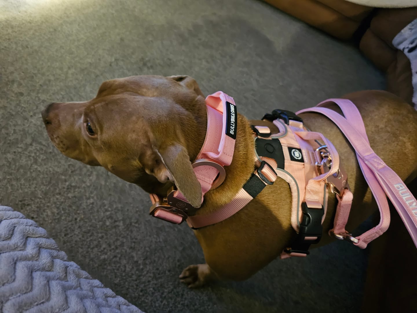 Customer photo review of 1.4m Lighter Swivel Combat Lead | Anti-Tangle & Secure Clip - Pink x Pink