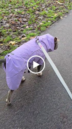 George L. review of Breatheshield™ Dog Raincoats image 1 out of 1
