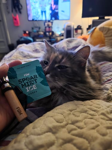 Customer holds a Spearmint Ice Cores packet and Füme device on a bed, as their fluffy cat sniffs the packet.
