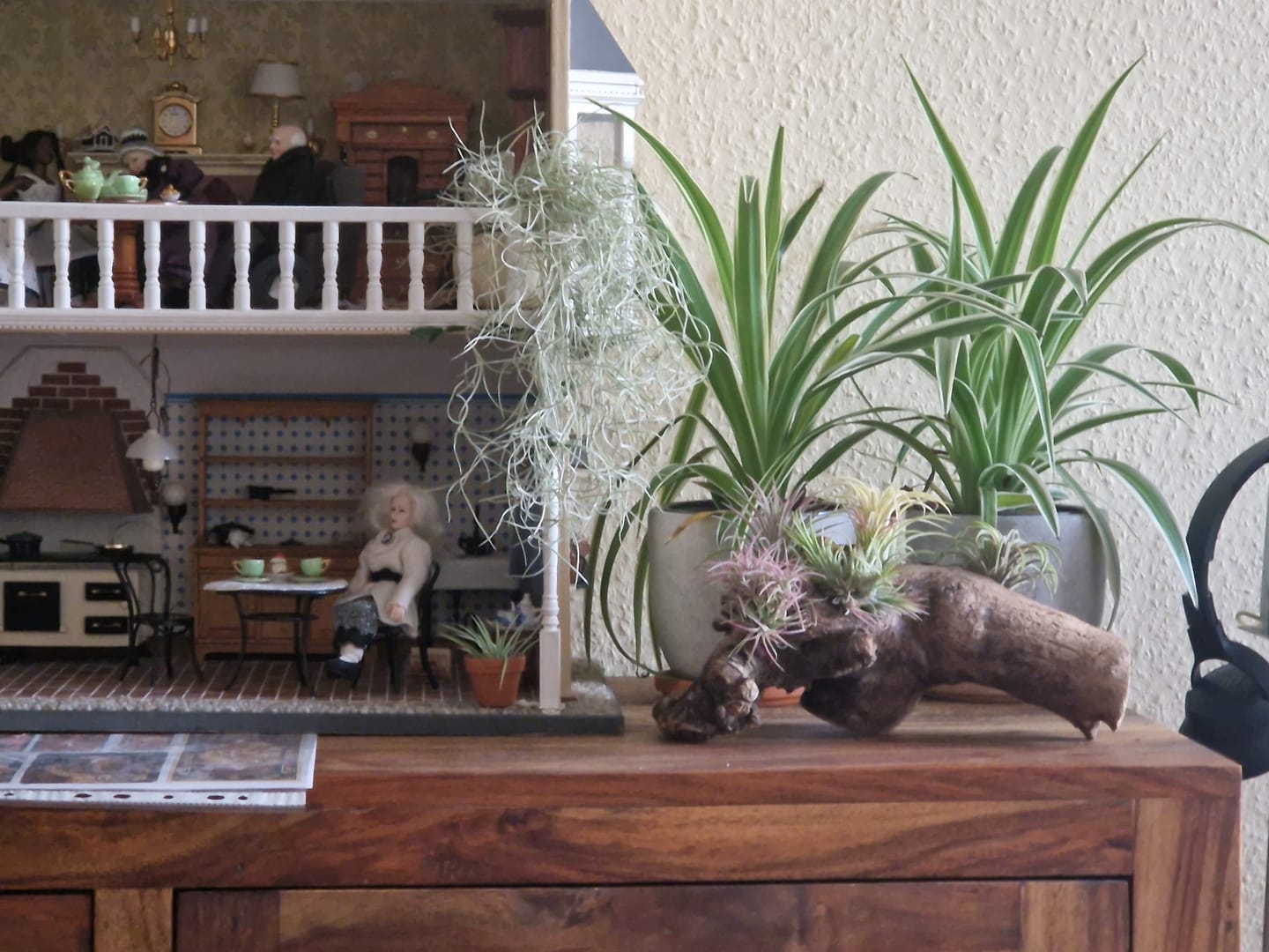 Customer photo review of Tillandsia Ionantha 'fuego' - Pulk