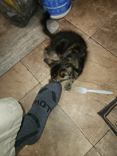 Kevin M. review of Men's Alpaca Socks image 1 out of 1