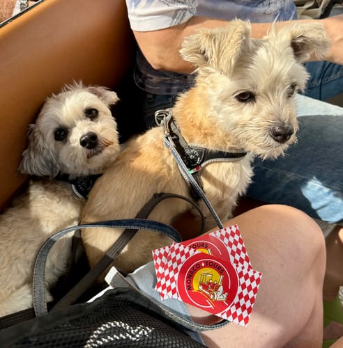 Brigitte review of Allergietest Plus Hund image 1 out of 2