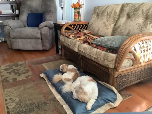 Customer photo review of PuppyPad