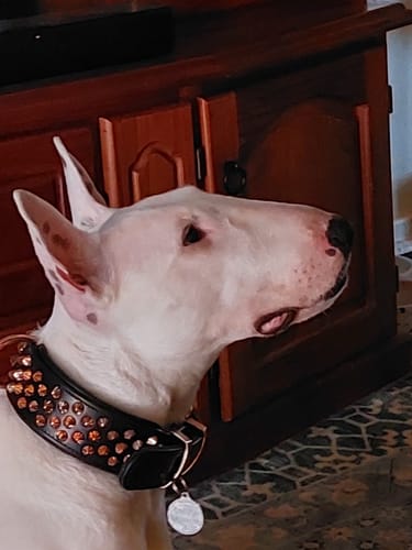 Customer photo review of Hand Made Leather Dog Collar - Ruthless Black  & Rose Gold (Wide Fit)