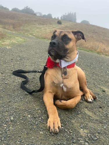 Ifan C. review of Ladder Combat® Multiple Handles Lead - Black image 1 out of 1