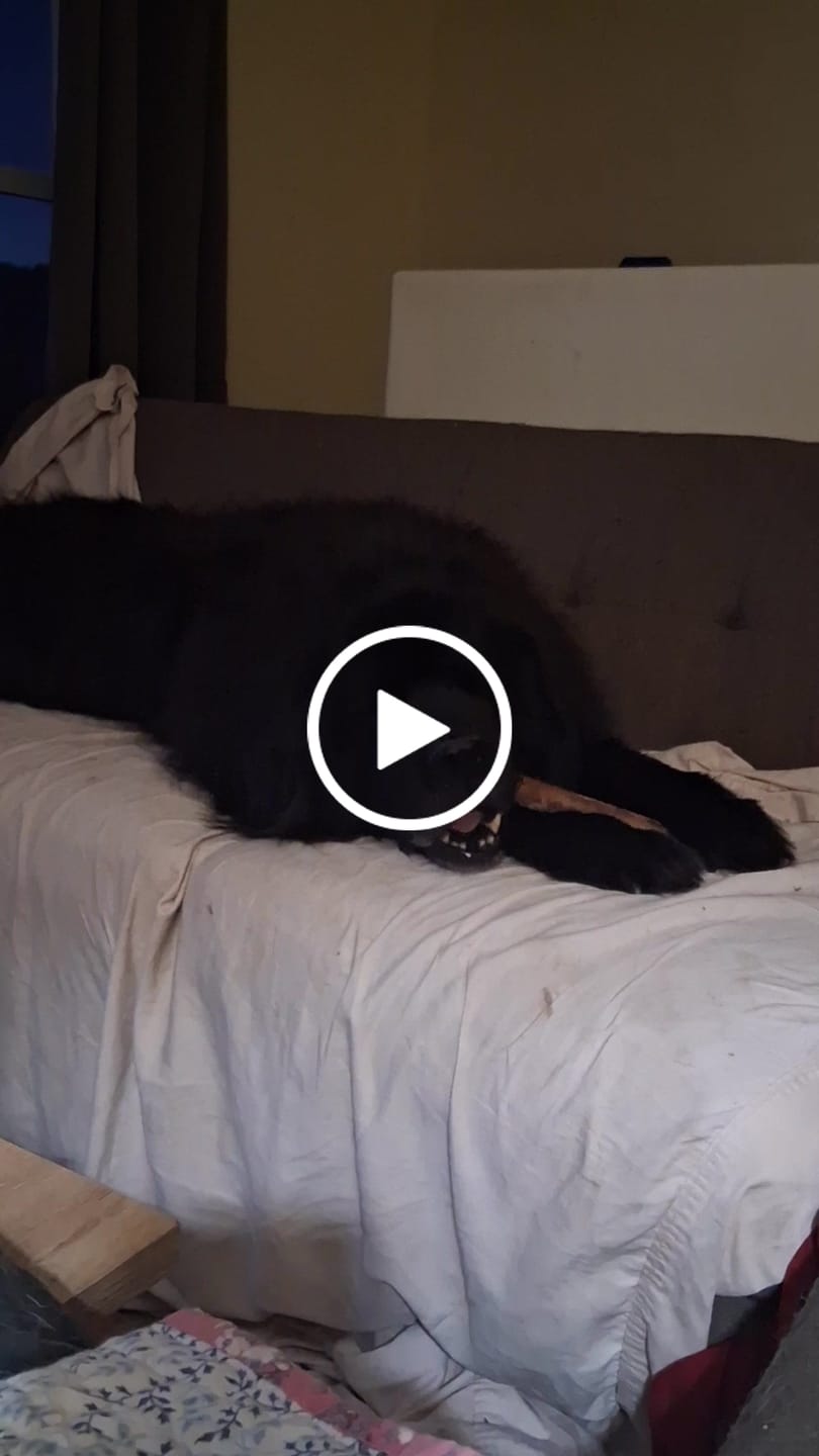 Customer video review of Ostrich Shaft Bones (11" x 2"): The Long-Lasting, Flavorful Chew for Medium to Large Dogs