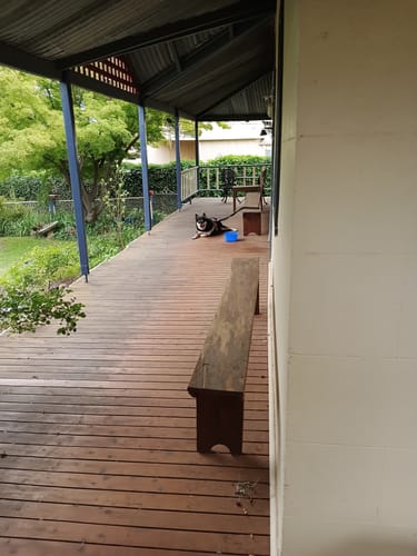 Customer photo review of FluffGuard - 12 Months Bug Free Collar