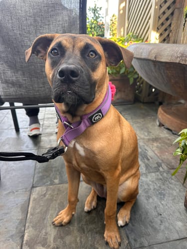 Ifan C. review of 5cm Slip on Collar | Foam Padded - Purple image 1 out of 1