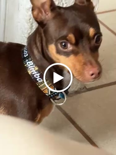 Customer video review of Collar personalizado para Mascota: Tribal