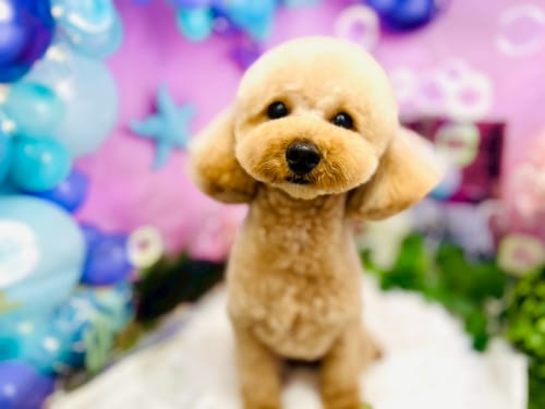 Customer photo review of FunFunPet 高機能ハーネス（お名前タグ作成サービス付き）