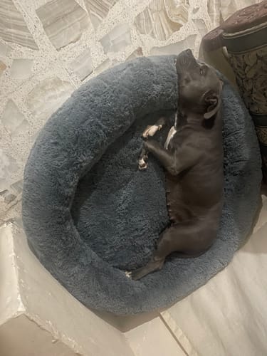 Margarita I. review of Cama Antiestrés para Perros image 1 out of 1