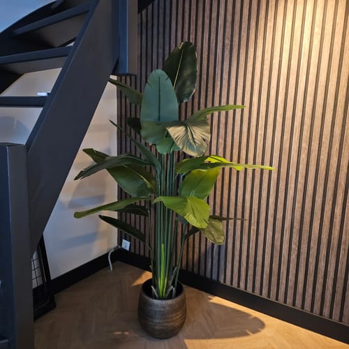 Customer photo review of Strelitzia Kunstplant 180cm