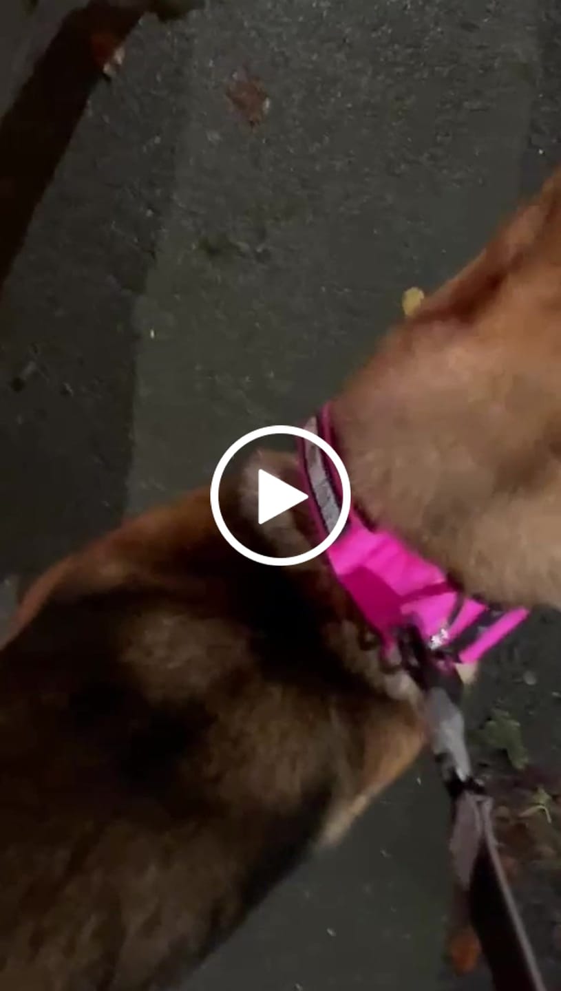 Customer video review of 5cm Combat® Collar | With Handle & Secure Clip - Orange