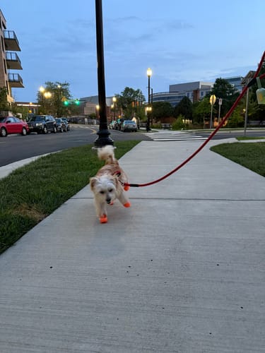 Customer photo review of WagWellies® Mojave Neon Orange