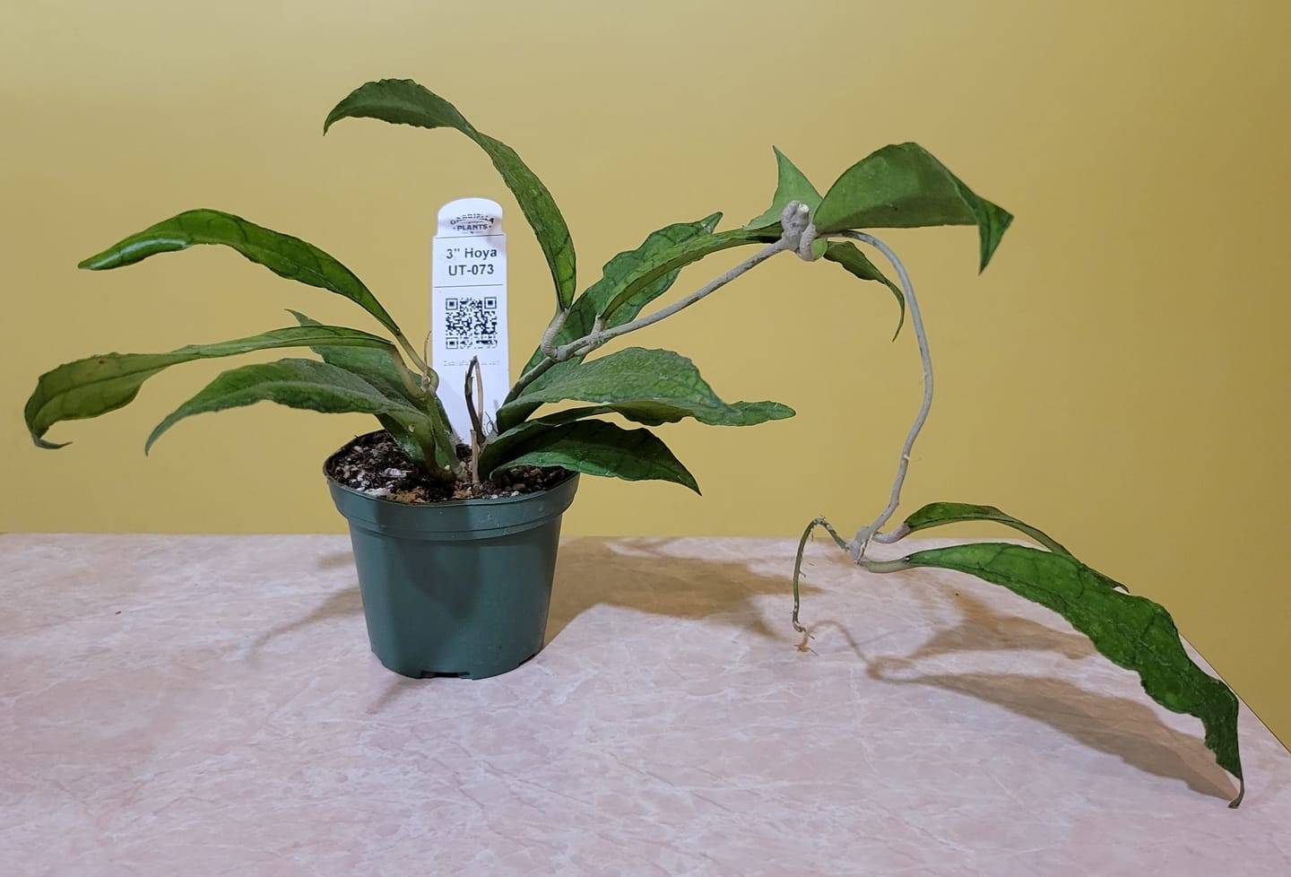 Customer photo review of Hoya UT-073