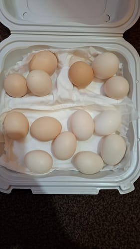 Majid review of Pasture raised Eggs 24pcs & Raw Milk 2L image 1 out of 1