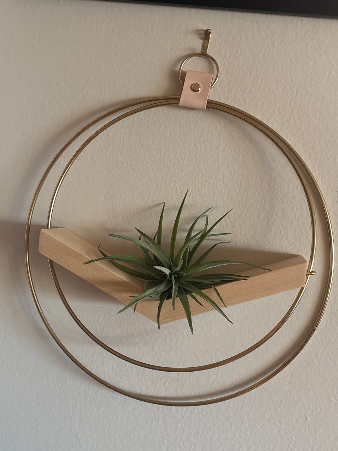 Customer photo review of Air Plant V-Hanger