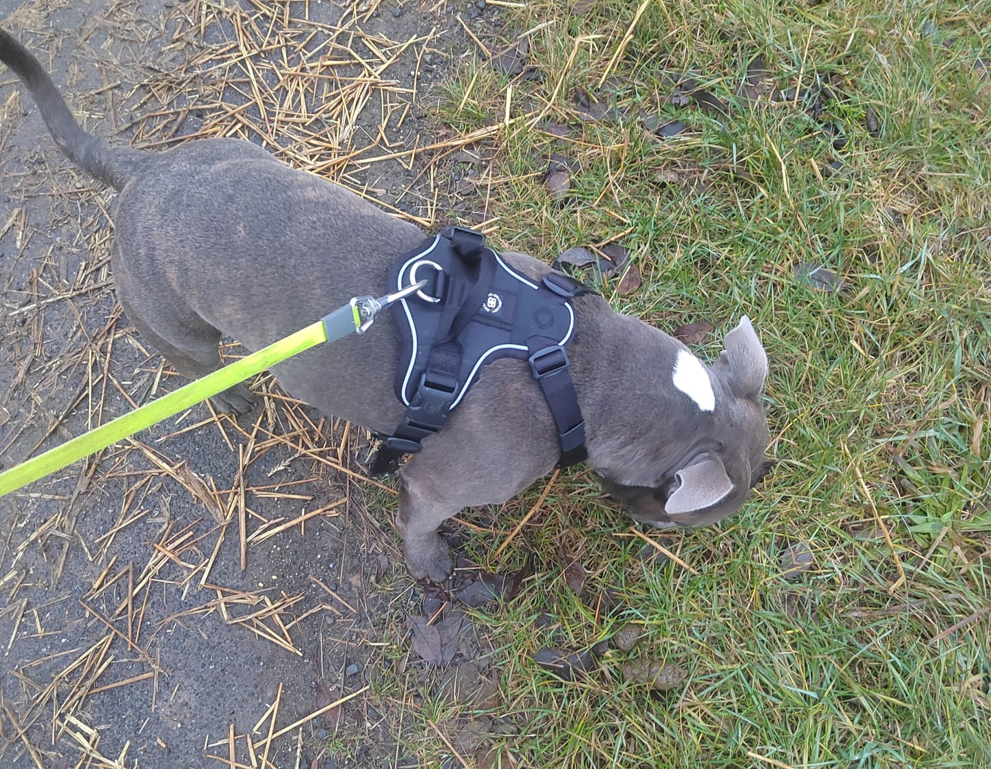 Customer photo review of Anti Pull Hurricane Harness Lighter | With Handle - Black