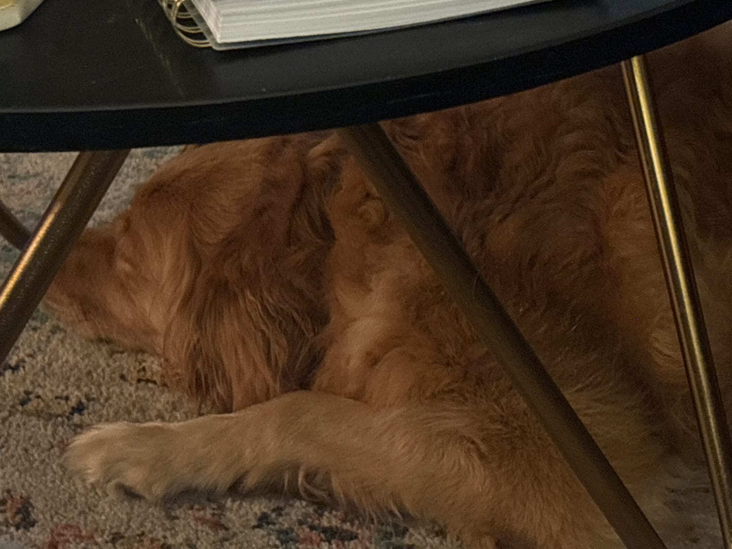 Customer photo review of 12 Inch Thick Braided Bully Stick