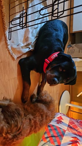 Sheryl R. review of Personalisation Fee £8.99 image 1 out of 1