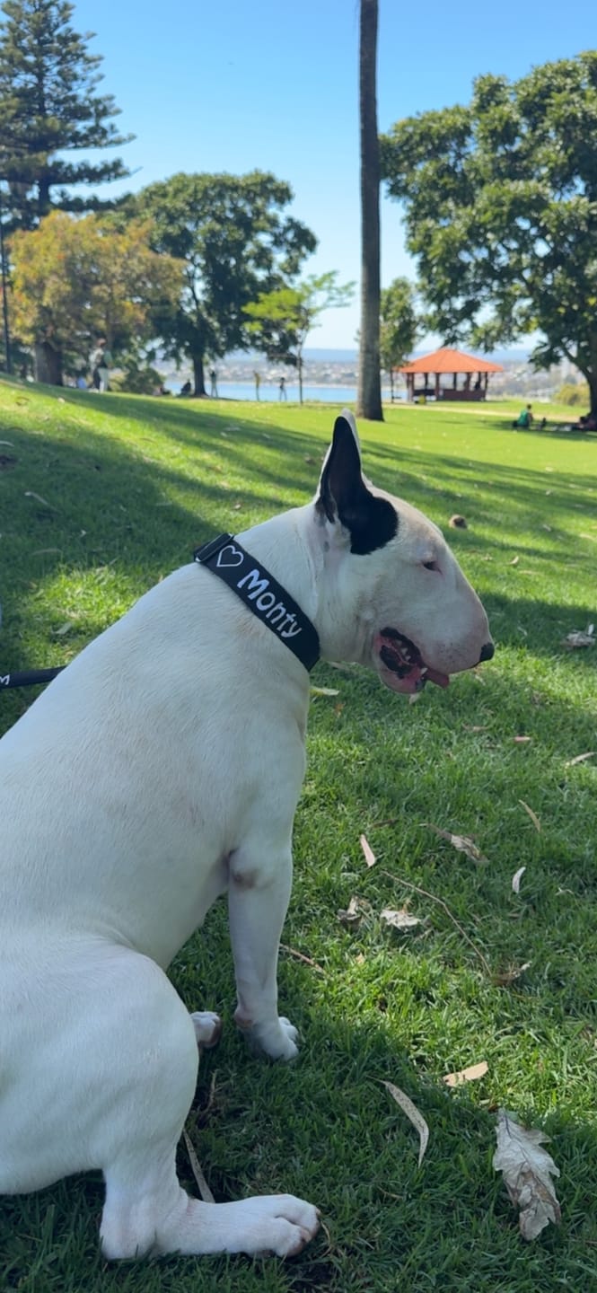 Customer photo review of Dog ID Tag - Rose Gold (With Gift Box)