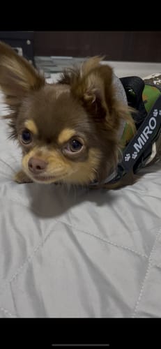 Customer photo review of FunFunPet 高機能ハーネス（お名前タグ作成サービス付き）