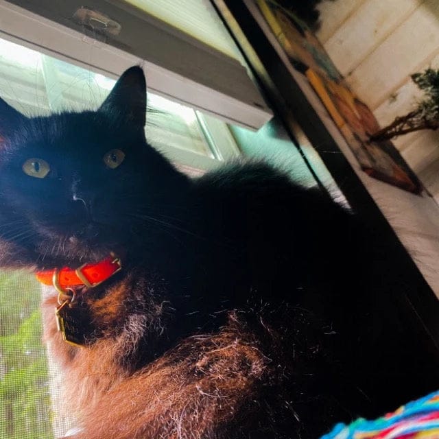 Customer photo review of Katmai Collar