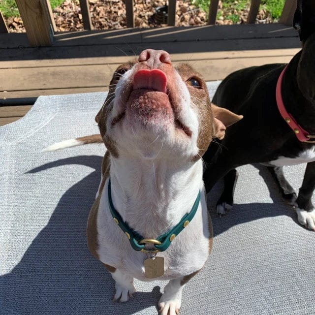 Customer photo review of House Collar