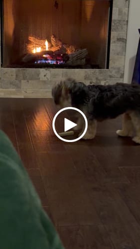 Customer video review of Long-Lasting Yak Chews — 6 Flavor Pack