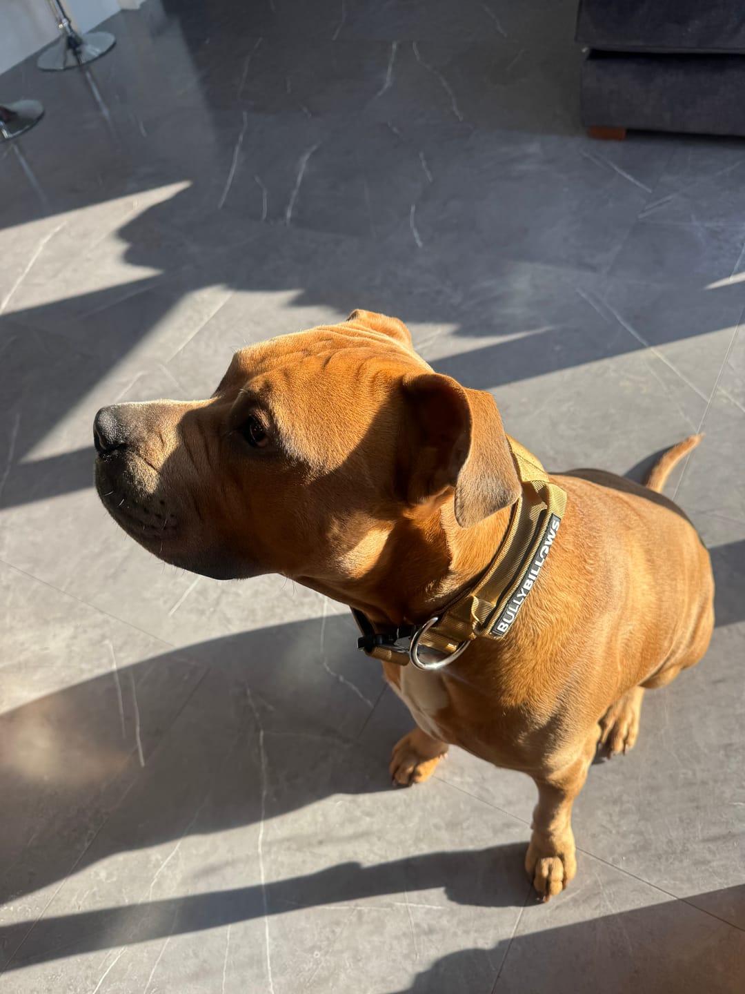 Customer photo review of 5cm Combat® Collar | With Handle & Secure Clip - Tan