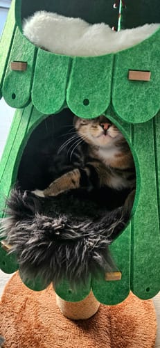 Customer photo review of Felt Fabric Christmas Tree Cat Climbing Tower